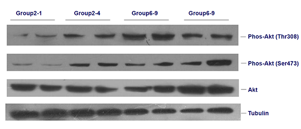 蛋白印迹(Western Blot)实验不朽情缘mg官网