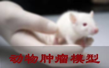 不朽情缘mg官网肿瘤模型建立服务