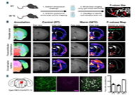 减肥药瞄准新靶点，强效减肥药即将来袭？