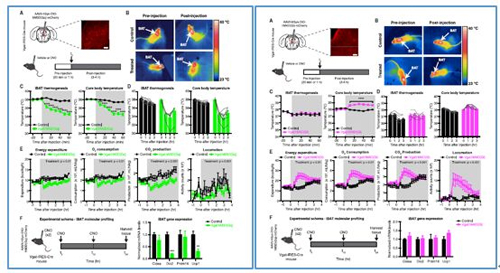 对神经元的激活会减少棕色脂肪产能，减少身体活动，从而抑制能量的消耗；相反，抑制神经元会提高能量的消耗。