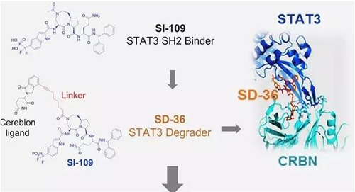 结构优化得到的SH2结合分子SI-109与CRBN结合，得到SD-36