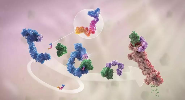 蛋白降解剂（多色）结合了1个靶蛋白（绿色）和1个E3泛素连接酶（蓝色），驱动基于蛋白酶体（橙色）的靶蛋白泛素化（紫色）和降解。