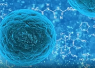 攻克三阴性乳腺癌，蜜蜂毒液竟是关键？