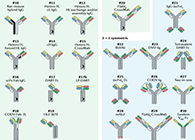 【云回顾】理论、法规、实践，三位一体讲解双抗的生物分析