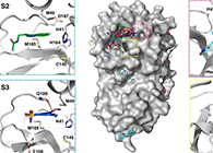 【Nature子刊】国际团队联合力量，加速基于COVID-19结构的药物设计！