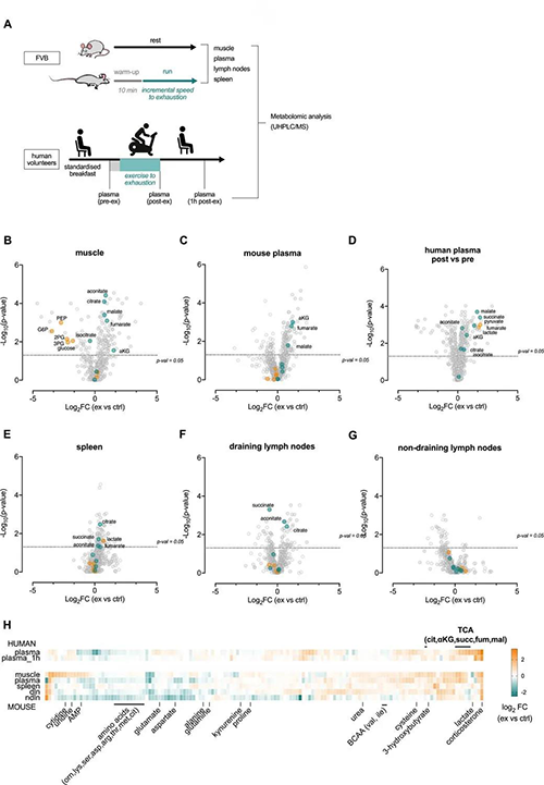 急性运动会改变血浆和淋巴器官的代谢状况 （来源：e Life）