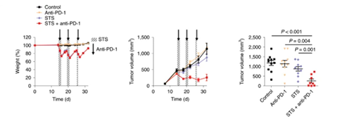 与对照组及仅使用PD-1疗法的模型小鼠对比，采用短期饥饿配合PD-1疗法的393P细胞同源移植肿瘤小鼠体内的肿瘤体积有了明显的收缩。