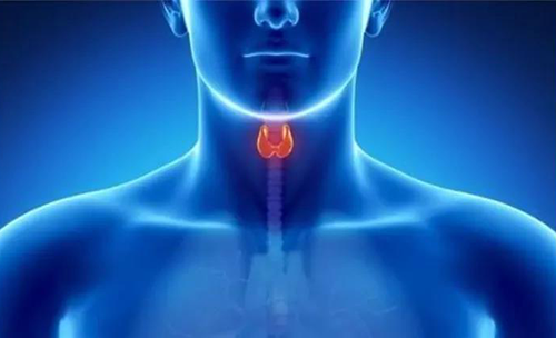 Science速递 | 揭开甲状腺的神秘面纱，开启代谢药物新征程