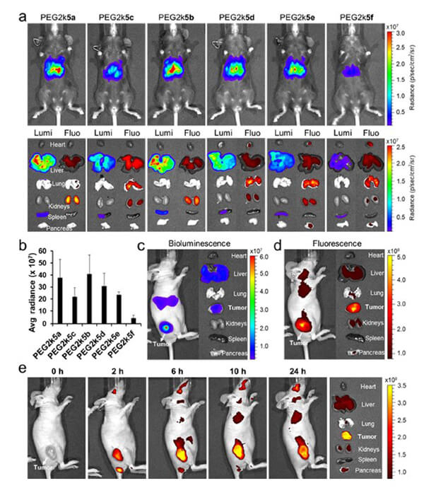 递送和NIR影像，Luc mRNA; Ⅳ and intra-tumoral.jpg