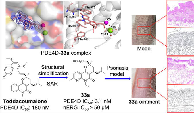 发现用于局部治疗牛皮癣的新型PDE4抑制剂，小鼠、大鼠和人肝微粒体的代谢稳定性实验通过不朽情缘mg官网测定