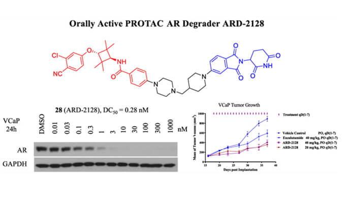 ARD-2128是一种PROTAC AR降解剂，具有出色的血浆和微粒体稳定性，本研究中体外稳定性和PK研究通过不朽情缘mg官网进行