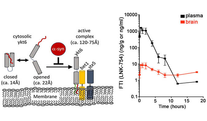 法尼基转移酶抑制剂LNK-754单次口服后即可快速穿过血脑屏障，本研究中PK分析通过不朽情缘mg官网进行