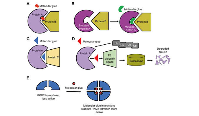 靶向蛋白降解系列（三）：分子胶，挑战不可成药