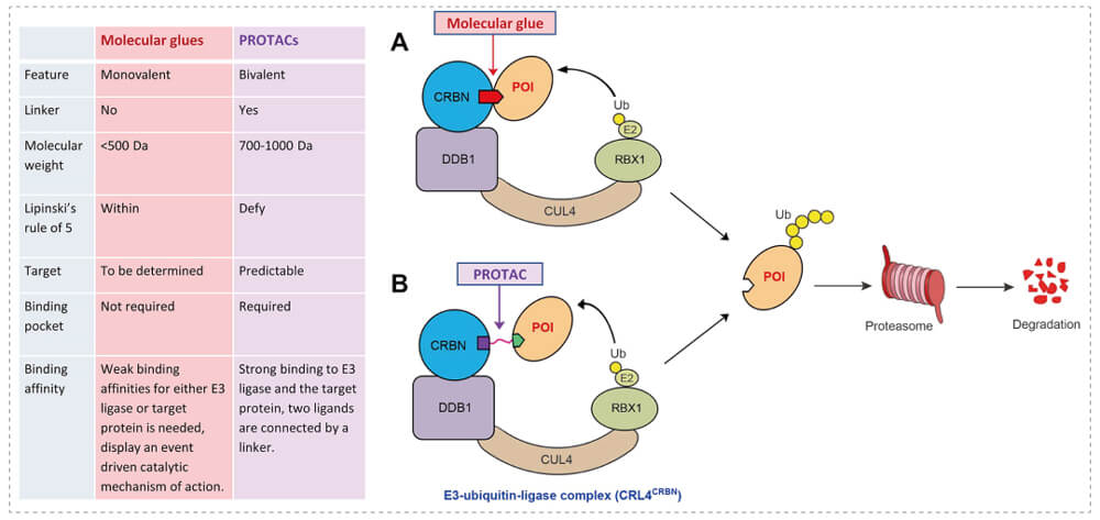 3-通过泛素-(Ub)-蛋白酶体系统降解目标蛋白-(POI)-示意图：分子胶(A)；PROTAC-(B).jpg