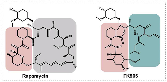 5-雷帕霉素、FK506-诱导的-FKBP-蛋白质相互作用.jpg