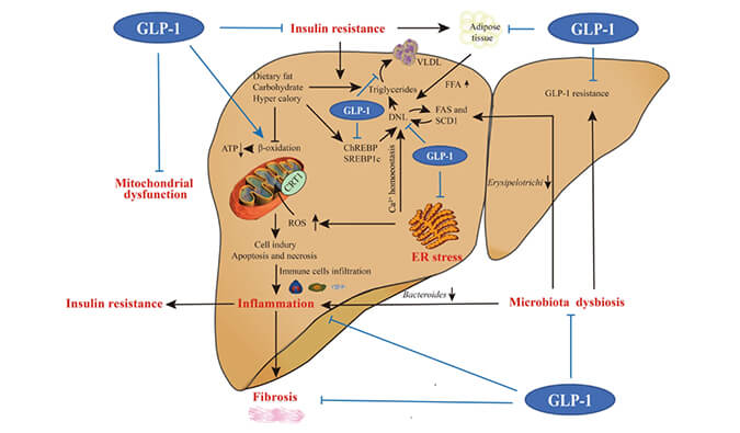谁将成为 2024年全球生物医药首个黑马？NASH领域突破性药物即将问世？