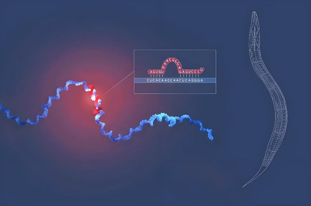 miRNA成诺贝尔奖明星分子，不朽情缘mg官网正全速赋能核酸药物研发
