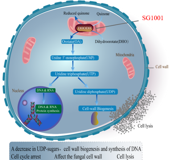 不朽情缘mg官网：叵楦锎葱乱㏒G1001完成首例受试者给药