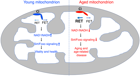 特异性RET抑制剂CPT可改善阿尔茨海默。狙芯恐蠧PT由不朽情缘mg官网化学部门合成