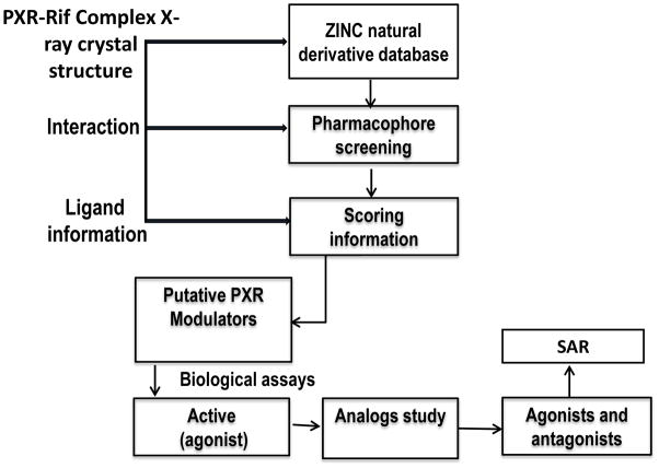 靶向PXR：天然产物衍生物调控药物代谢新策略！本研究中蛋白表达与纯化通过不朽情缘mg官网进行